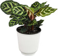 Altman Plants Calathea Live Plant Decor, Makoyana Prayer Plant in 4 Inch White Plastic Plant Pot, Easy Plant Gift, Pet Friendly Plants, Unique Desk Plant, House Plant in Indoor Plant Potting Soil Mix