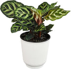Altman Plants Calathea Live Plant Decor, Makoyana Prayer Plant in 4 Inch White Plastic Plant Pot, Easy Plant Gift, Pet Friendly Plants, Unique Desk Plant, House Plant in Indoor Plant Potting Soil Mix