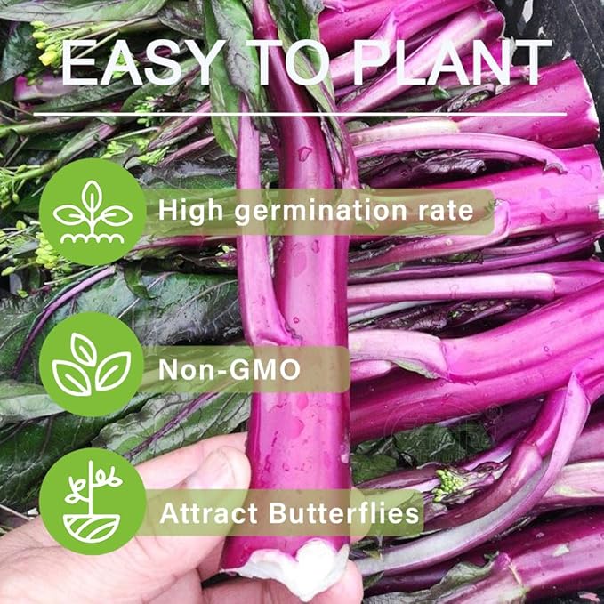 500+ Organic Kale Seeds for Plating Outdoors Plan Your Vegetable Kale in Containers Gardening Growing by Season