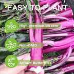 500+ Organic Kale Seeds for Plating Outdoors Plan Your Vegetable Kale in Containers Gardening Growing by Season