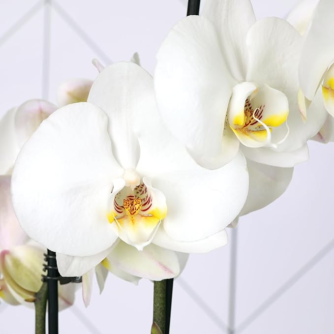 Green Circle Growers 6 Pack 5 inch White Orchids in Grower Pot, Live Plant