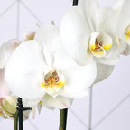 Green Circle Growers 6 Pack 5 inch White Orchids in Grower Pot, Live Plant