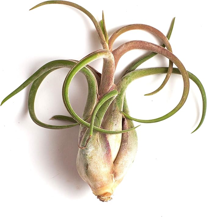 Shop Succulents | Assorted Collection | Variety of Species, Tropical House Plant for Home Décor, DIY Terrariums, 16-Pack