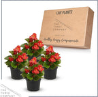 Live Begonia - Green Leaf Ambassador Red (4 Per Pack), Beautiful Shade Annual, Ships 8" Tall by 4" Wide in 1 Pt Pot