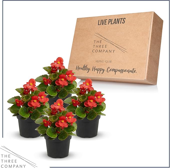 Live Begonia - Dark Leaf Cocktail Red (4 Per Pack), Beautiful Shade Annual, Ships 8" Tall by 4" Wide in 1 Pt Pot