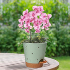 Vanslogreen Orchid Pots with Holes, 6 Inch Self Watering Orchid Pot 3 Pack Plastic Plant Pots for Orchid, Flower (Multicolor)