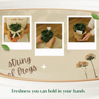 Live Plant String of Frogs 4" - Live Trailing Succulent Fully Rooted in Pot with Soil Mix - Rare House Plant for Home Office Wedding Hanging Decoration, DIY Projects, Party Favor(Heat Pack Included)
