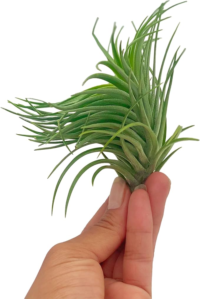 ragnaroc Air Plants - Flowering Tillandsia Pink Paske Large 5" - 1ct - Live Arrival Guaranteed - House Plants for Home Decor & Gift