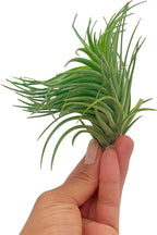 ragnaroc Air Plants - Flowering Tillandsia Pink Paske Large 5" - 5ct - Live Arrival Guaranteed - House Plants for Home Decor & Gift