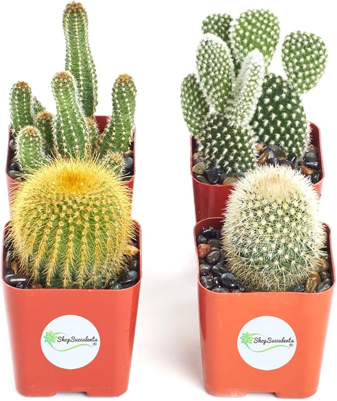 Shop Succulents | Cool Cactus Collection of Live Succulent Plants, Hand Selected Variety Pack of Cacti | Collection of 4