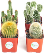 Shop Succulents | Cool Cactus Collection of Live Succulent Plants, Hand Selected Variety Pack of Cacti | Collection of 4