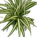 Live Reverse Spider Plants in 6 inch Hanging Basket - Chlorophytum Comosum Vittatum Plant for Home & Office Decor, Easy to Grow Air Purifying Houseplant White & Green Striped Foliage (1)