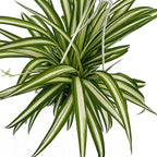 Live Reverse Spider Plants in 6 inch Hanging Basket - Chlorophytum Comosum Vittatum Plant for Home & Office Decor, Easy to Grow Air Purifying Houseplant White & Green Striped Foliage (1)