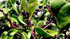 Gaea's Blessing Seeds - Red Malabar Spinach Seeds - Non-GMO Seeds with Easy to Follow Planting Instructions - Heirloom Red Stemmed Malabar - 93% Germination Rate