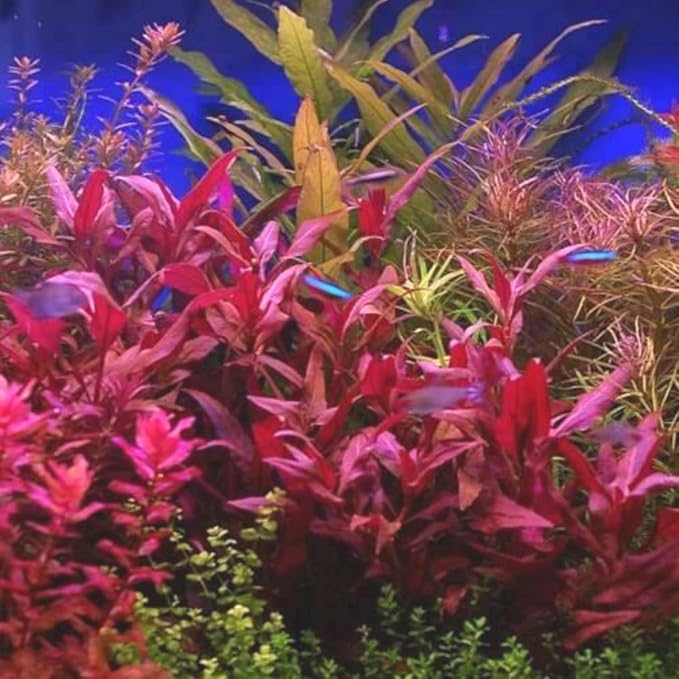 Mainam 4 Different Alternanthera Lilacina Amazon Sword Java Fern Java Moss Tropical Freshwater Live Aquarium Plant Decorations 3 Days BUY2GET1FREE