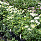 Brighter Blooms - Annabelle Hydrangea Shrub, 1 Gallon - No Shipping to AZ