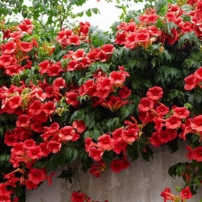 Hummingbird Trumpet Vine Seeds, 300 PCS, Fast-Growing Climbing Flowering Vine, Bright Orange Red Blooms, Attracts Hummingbirds & Butterflies, Hardy Perennial for Fence, Trellis & Garden