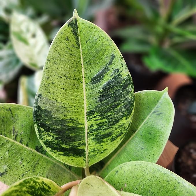 Ficus Shivereana 'Moonshine', Rare Rubber Trees, Unique Live Houseplant Decor in 6" White Pot, Easy Gift, Variegated Live Ficus Houseplants, Office & Decorative Plants by Plants for Pets