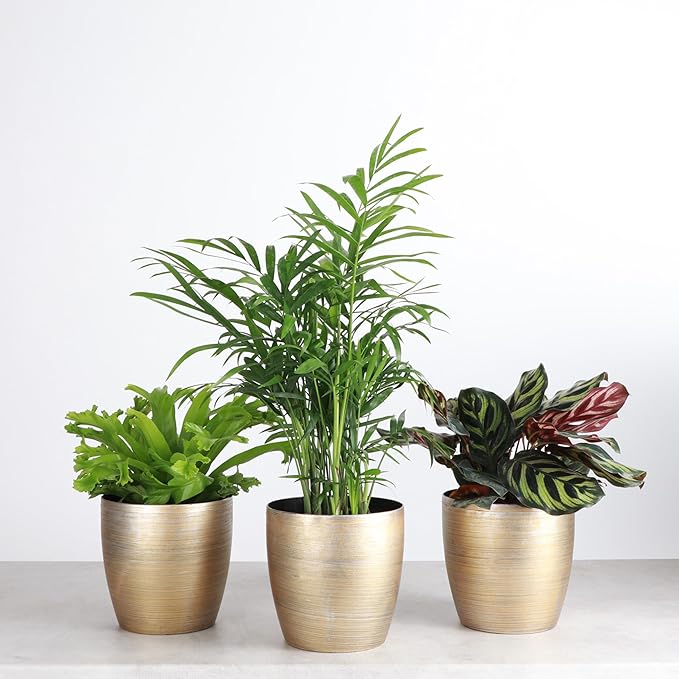 Thorsen's Greenhouse Live Pet Friendly Indoor Houseplants, Live Plants, Safe for Pets, 4" Diameter Pot, 3-Pack (Gold)