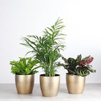 Thorsen's Greenhouse Live Pet Friendly Indoor Houseplants, Live Plants, Safe for Pets, 4" Diameter Pot, 3-Pack (Gold)
