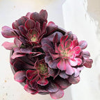 Blissful Aeonium Emerald Ice Succulent – Variegated Green & White Rosettes, Drought Tolerant, Easy Care Indoor/Outdoor Plant, Colorful Home & Garden Décor (Chanel, 4" Pot)
