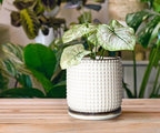 D'vine Dev 6 Inch Ceramic Beaded Stoneware Planter Pot - Flower Pot with Drainage Holes and Saucers for Indoor Succulent Plants or Flowers, Smoked White, 27-C-X-1
