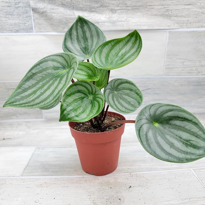 Rare Watermelon Peperomia (Peperomia argyreia) – Live Indoor Houseplant | 4″ Pot | Easy-Care Exotic Plant | Unique Variegated Foliage | Air Purifying Greenery for Home or Office