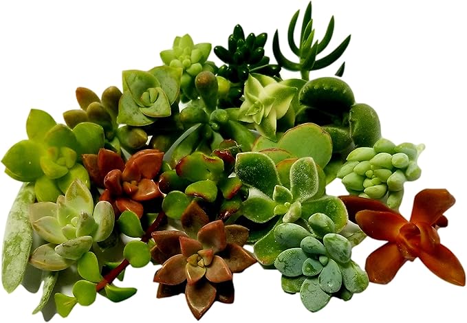 15 Mini Assorted Live Succulent Cuttings, No 2 Succulents Alike, Great for Terrariums, Mini Gardens, and as Starter Plants. Live Succulents Plants for DIY Projects and Home Decor