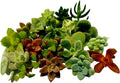 15 Mini Assorted Live Succulent Cuttings, No 2 Succulents Alike, Great for Terrariums, Mini Gardens, and as Starter Plants. Live Succulents Plants for DIY Projects and Home Decor