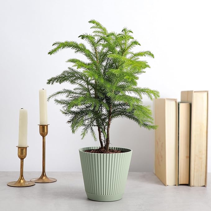 Thorsen's Greenhouse Live Norfolk Island Pine Plant, Christmas Greenery Gift or Decor, Air Purifying Premium Indoor Houseplant, Mature 4" Diameter Pot (Sage, 4-inch Pot)