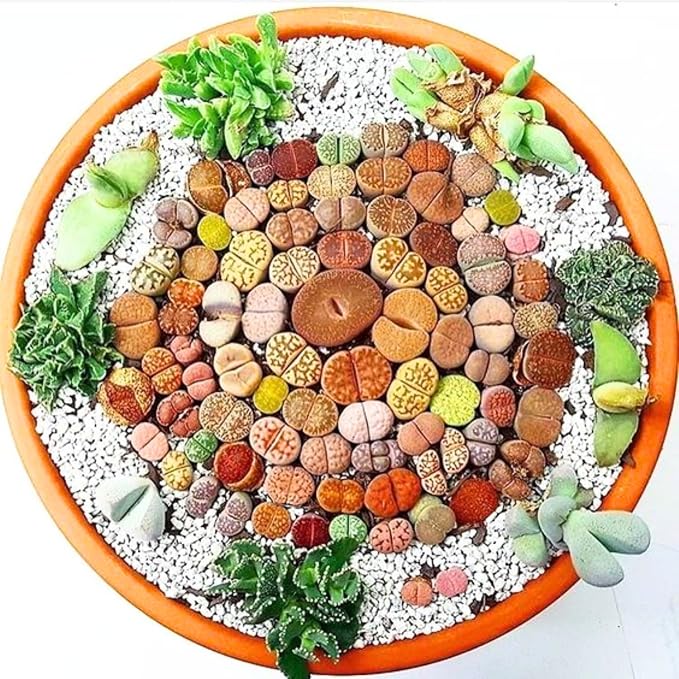 20 Multicolor Lithops Plants Live, Mix Lithops Succulents Plants Live, Rare Living Stones Indoor Outdoor Plant, Bare Root Without Pot and Soil