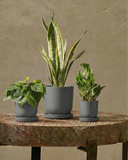 Bamworld Plant Pots Planters for Indoor Plants Flower Pots with Drainage Holes 5/6/7.5 Inch Set of 3 Plastic Planters for Outdoor Plants Garden Pots for Office Room Home Decor Gray