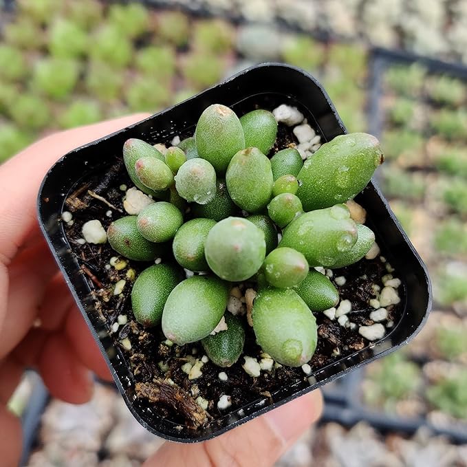 Live Succulent Cactus Plants (2" Pot Adromischus Oviforme)