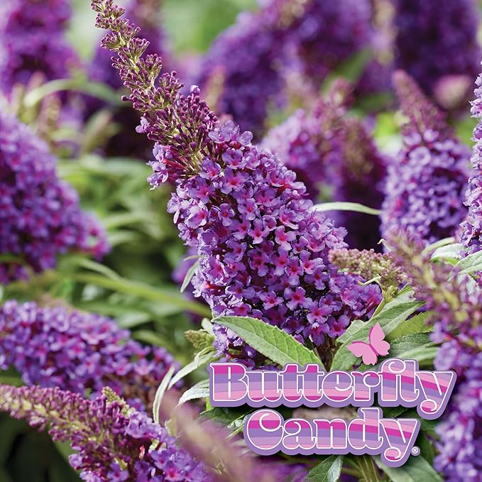 Perfect Plants Butterfly Candy Li'l Grape Butterfly Bush in 1 Gallon Grower's Pot | Live Flowering Shrub with Purple Blooms for Outdoor & Containers | Compact | Attracts Pollinators | Zones 5-10