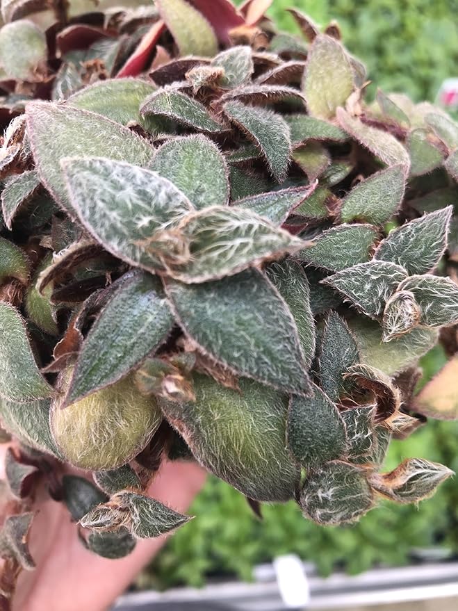 Generic Tradescantia Teddy Bear Vine ~ Fuzzy Wandering Jew ~ Live houseplant for Home Office and Garden, Green