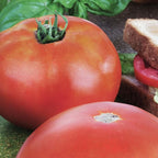 Bonnie Plants Park's Whopper Improved Tomato, 19.3 oz., 4-Pack, Live Plants