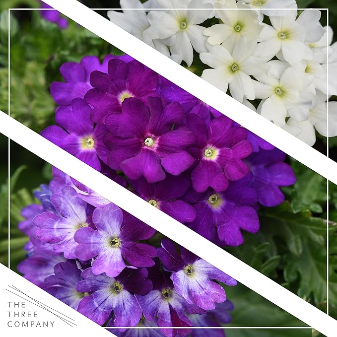 Live Flowering Verbena - Grower's Choice Assorted Colors (3 Plants Per Pack) - Healthy Flowering Plant - Beautiful Spring Color - 10" Tall by 5" Wide in 1Qt Pot