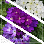 Live Flowering Verbena - Grower's Choice Assorted Colors (3 Plants Per Pack) - Healthy Flowering Plant - Beautiful Spring Color - 10" Tall by 5" Wide in 1Qt Pot