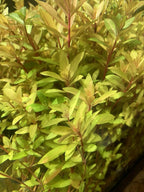 Marcus Fish Tanks - Live Aquarium Plant Variety Pack Amazon Sword Java Moss Anacharis Ludwigia Java Fern and More