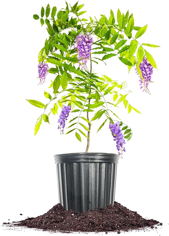 Perfect Plants Amethyst Falls Wisteria Vine 1 Gallon | Live Shrub for Outdoor Planting | Fast Growing Vines for Trellis or Fence | Beautiful Purple Flowers During Spring & Summer