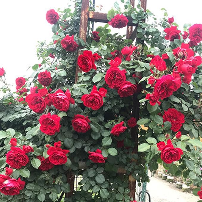 Climbing Rose Seeds for Planting, 300+pcs Rare Rosa Rose Flower Seeds Plants, Non-GMO Heirloom Attracts Pollinators Blooms Beauty Flowers for Home Garden Outdoors