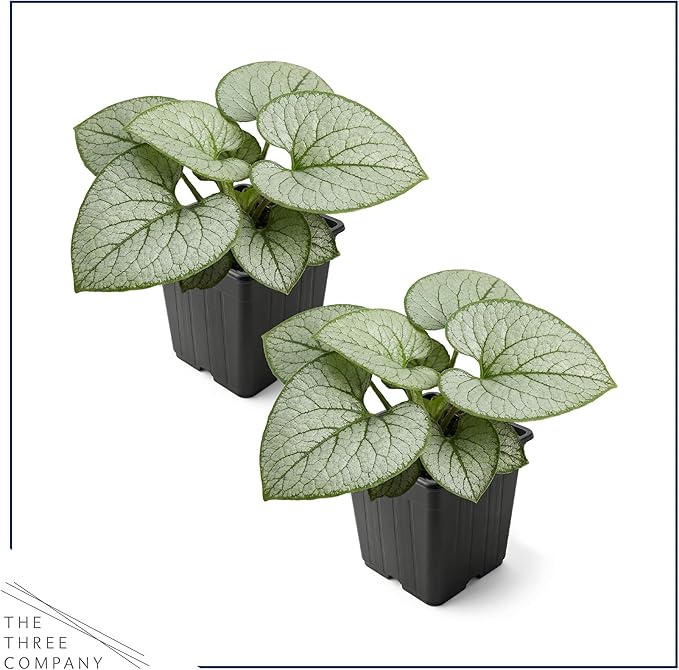 Live Brunnera 2-Pack – Silver Heart – Shade Perennial with Variegated Leaves, Blue Spring Flowers, 10” Tall, 1 Qt Pot