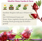 300+ Roselle Seeds for Planting - Hibiscus Sabdariffa, Jamaican Sorrel Seeds Cranberry Hibiscus, Red Roselle Seed for Flowers Tea & Jam Syrup, Warm Season Garden Flower Seed for Home Growing