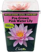 Chalily Water Lily Aquatic Plants Live Lilies Real Small or Big Pond Plant Lilly Ponds Cold Hardy Pads Grow waterlillies Flowering rhizomes Outdoor lilys Waterlily Lillies pre Grown lillys pad Pink