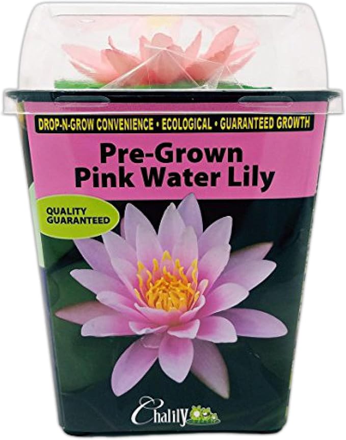 Chalily Water Lily Aquatic Plants Live Lilies Real Small or Big Pond Plant Lilly Ponds Cold Hardy Pads Grow waterlillies Flowering rhizomes Outdoor lilys Waterlily Lillies pre Grown lillys pad Pink