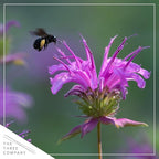 Live Flowering Bee Balm - Assorted Colors (2 Plants Per Pack), Pollinator - Attracts Butterflies, 10" Tall by 4" Wide in 1 Qt Pot