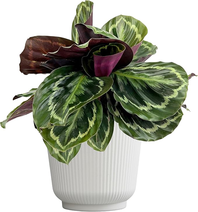 Plants for Pets Calathea Medallion, Pet Friendly Prayer Decor in 6" White Pot, Live Houseplant Gift, Cat Safe, Decorative Desk House Plants by Plants for Pets