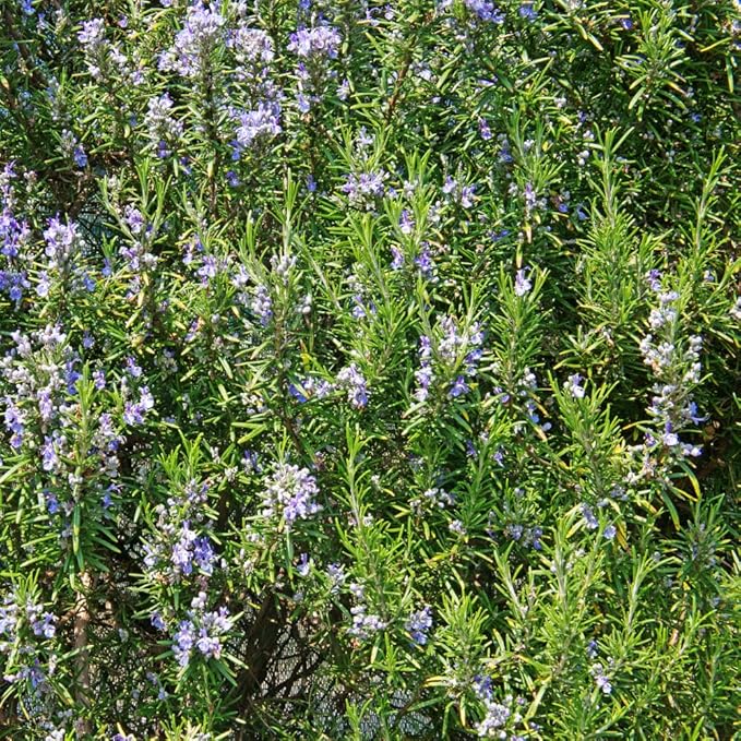 Rosemary Plants Live, Herb Plant, 4 Inc to 7 Inc Tall, Set 3 Plants