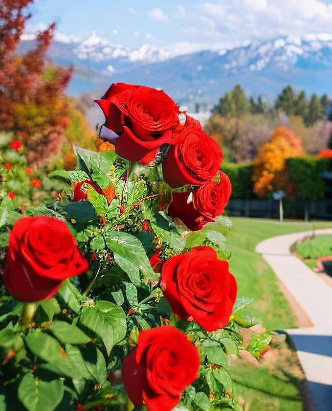 100 pcs Rose Flower Seeds Perennial Flowers Rare Plants Garden Bonsai Garden