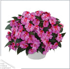 Live Flowering New Guinea Impatiens - Bicolor Pink (3 Plants Per Pack), Beautiful Shade Flowers, 12" Tall by 5" Wide in 1 Qt Pot